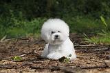 BICHON FRISE 174